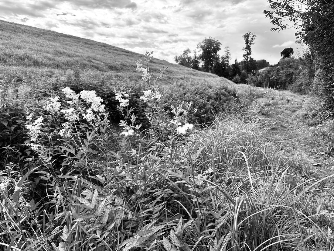 green laboratorium swiss wild fields